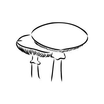Toadstools, , vector illustrations. Sketch style, toadstool mushroom, vector 스톡 일러스트