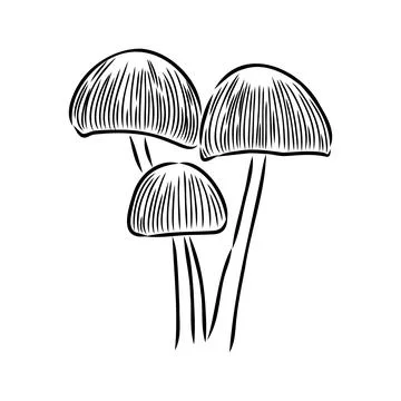 Toadstools, , vector illustrations. Sketch style, toadstool mushroom, vector 스톡 일러스트