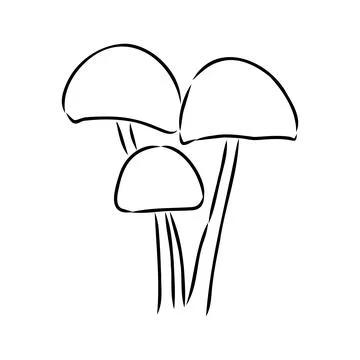 Toadstools, , vector illustrations. Sketch style, toadstool mushroom, vector 스톡 일러스트