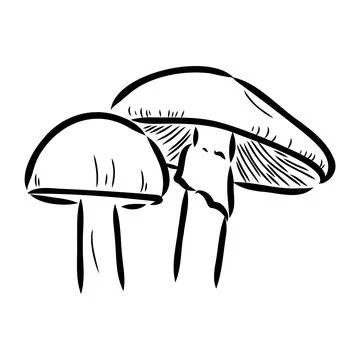 Toadstools, , vector illustrations. Sketch style, toadstool mushroom, vector 스톡 일러스트