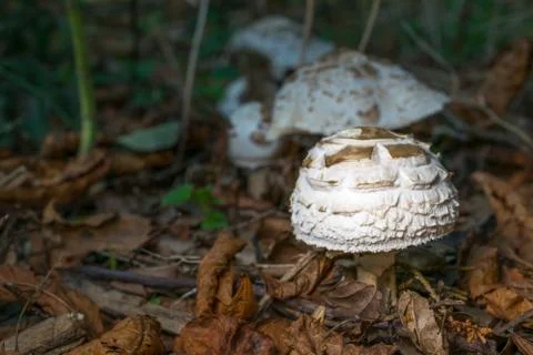 Toadstools in a woodland Stock Photos