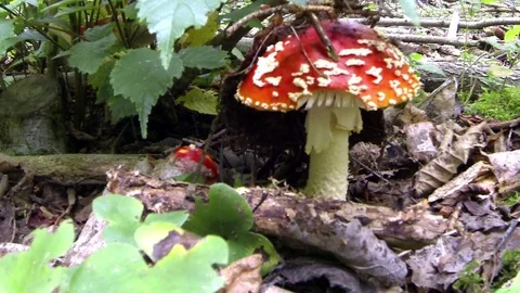 Toadstools in the woods under the leaves Stock Footage 71398025