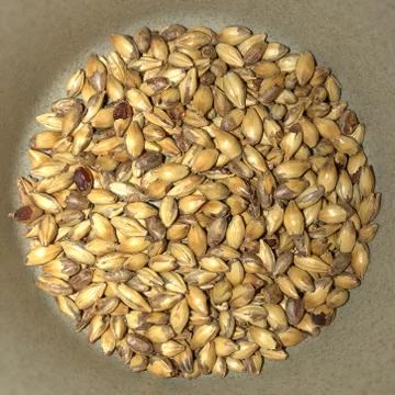 Toasted wheat berries with kernels. Stock Photos