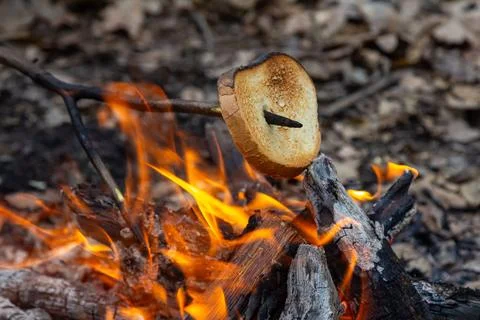 Toasting bread over a campfire in the woods during a cozy outdoor gathering.. Stock Photos