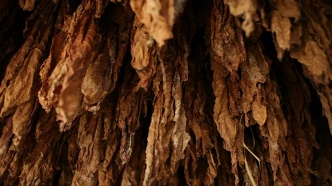 Tobacco Barn with tobacco leaves hanging to dry Stock Footage