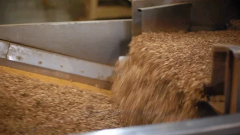 Tobacco on conveyor belt 2 Stock Footage