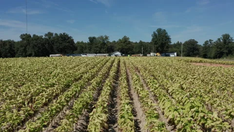 Tobacco Crops Stock Footage 222467689