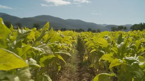Tobacco crops (glidecam slow motion) Stock Footage