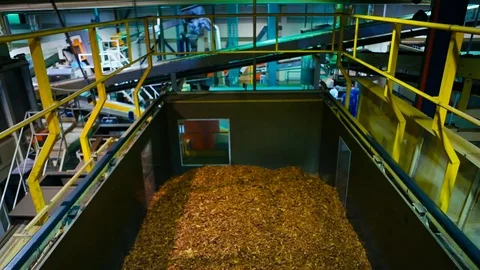 Tobacco drying process, cigarette manufacturing Video stock 74284280