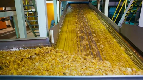 Tobacco drying process, cigarette manufacturing Video stock 74285009