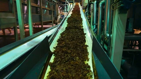 Tobacco drying process, cigarette manufacturing Video stock 74287098