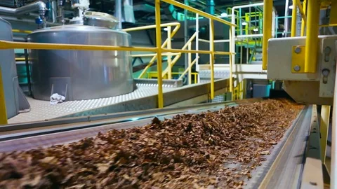 Tobacco drying process, cigarette manufacturing Stock Footage 74287213
