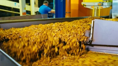 Tobacco drying process, cigarette manufacturing Stock Footage 74287966