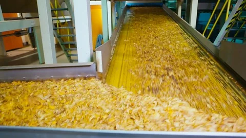 Tobacco drying process, cigarette manufacturing Stock Footage 74288829