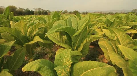 Tobacco farm. Stock Footage 10810045