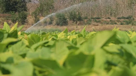 Tobacco farm. Видео 10810377