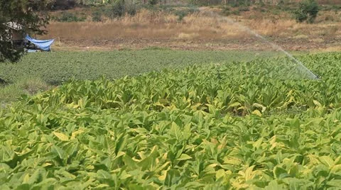 Tobacco farm. Stock Footage 10810560