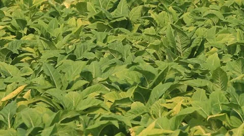 Tobacco farm. Stock Footage 10810893