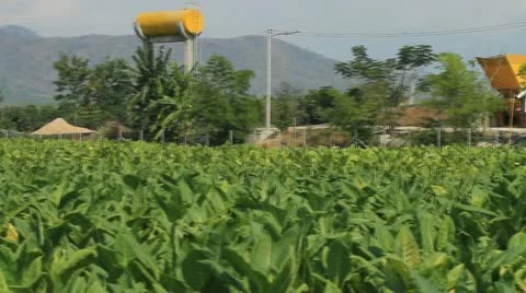 Tobacco farm. Vídeos de archivo 11240521