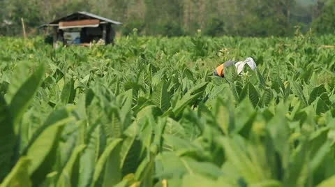 Tobacco farm. Stock Footage 11240807