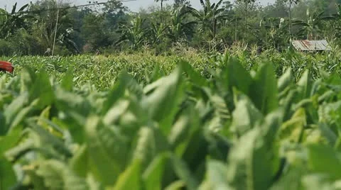Tobacco farm. Видео 11240912