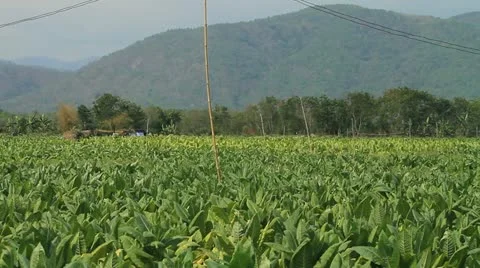 Tobacco farm. Stock Footage 11241313