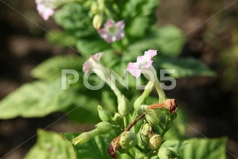 Tobacco farm Stock Photos
