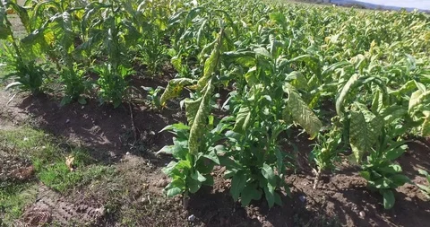 Tobacco field down angle Stock Footage 119237802