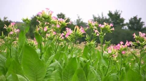 Tobacco Field 库存影片 10896754