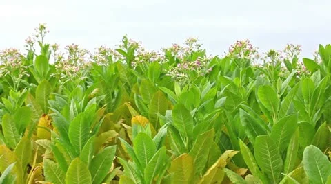 Tobacco field Video stock 24662257