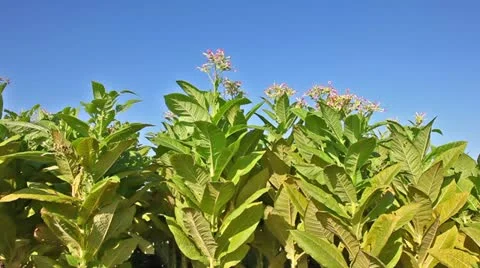 Tobacco field Stock Footage 24664720