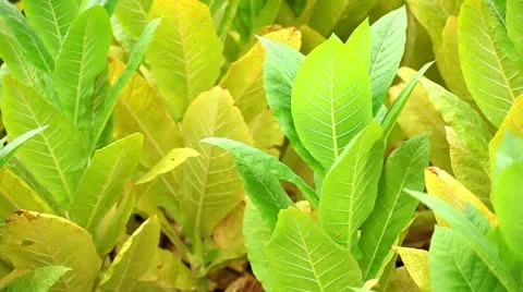 Tobacco field Stock Footage 24672206