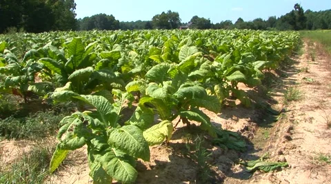 Tobacco Field Stock Footage 40684209
