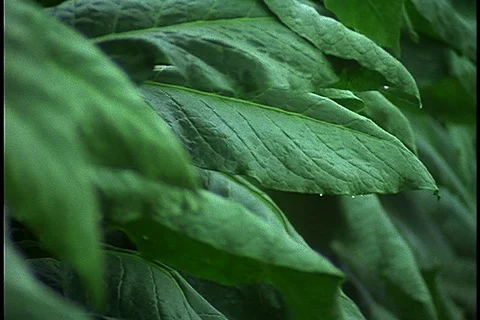 Tobacco field Stock Footage 86751716