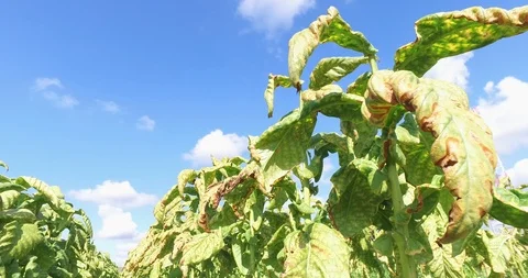 Tobacco field low down angle Stock Footage 119237816
