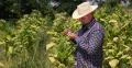 Tobacco Field Organic Plantation Bio Farm Rows Land Farmer Man Check Plant Leafs 4k or 4k+ Resolution