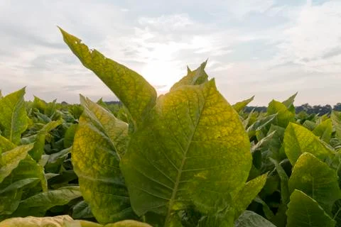 In the tobacco fields Stock-Fotos