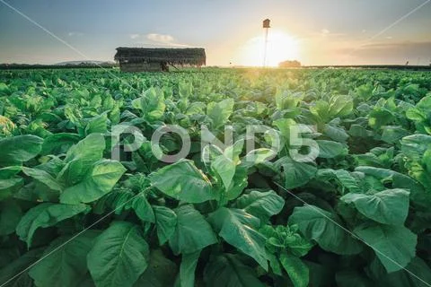 Tobacco Fields Stock Photos