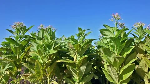 Tobacco flowers Video stock 24663272