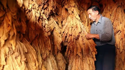 Tobacco Stock Footage 24661404