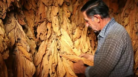 Tobacco 库存影片 24663283