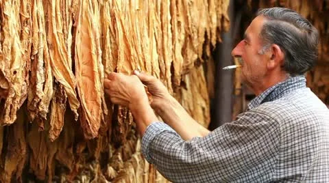 Tobacco Stock Footage 24663458