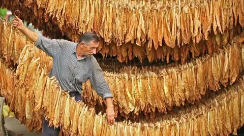 Tobacco Video stock 24663856