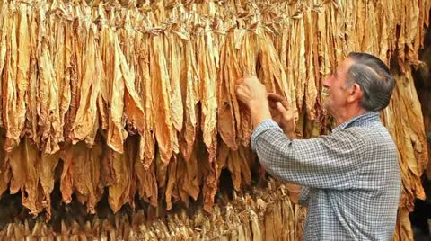 Tobacco Stock Footage 24664508