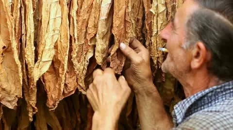 Tobacco Stock Footage 24671110