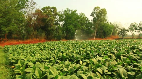Tobacco Stock Footage 35575796