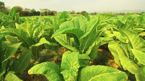 Tobacco Stock Footage 35620753