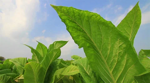 Tobacco Stock Footage 35729629