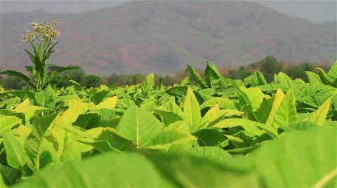Tobacco Video stock 36005521