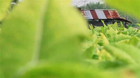 Tobacco Stock Footage 36170790